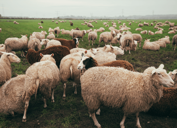 schapen boerderij dikhoeve